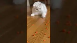 Funny Cat Barsik Beads &hearts;️😻 Reverse video / Watch Barsik's silly jump fail #cats #funnycats #viral