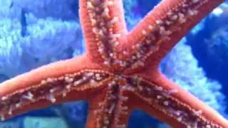 Orange Linkia Starfish