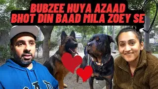 Bubzee Hua Azaad Bahut Dino Ke Baad Aur Milla Zoey The German Shepherd Se. #dogs  #namitaology