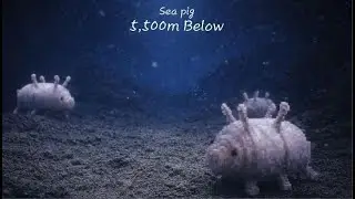 Deep Sea ASMR LOFI — Sea Pig (5500m · Abyss Calm)