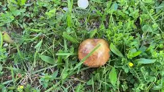 Suillus granulatus, Bolet granul&eacute;, Маслюк зернистий (Маслёнок зернистый), May 9, 2022