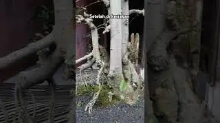 SERUT KONSEP SUREALIS  #bonsaijahema #bonsaiserut #surealism #seni #shortbonsai #shortvideo