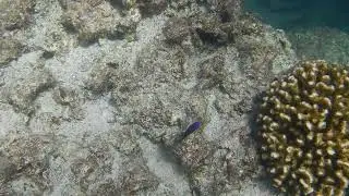 BRIGHT BLUE JUVENILE DAMSELFISH IN BAJA CALIFORNIA
