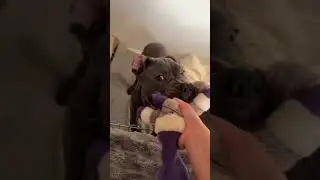 Training him to have a strong bite☺️