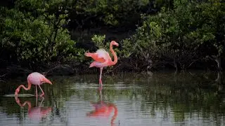 Why are Flamingos Pink? And Other Flamingo Facts