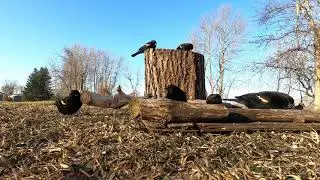 Spring Grackles - March 25, 2021