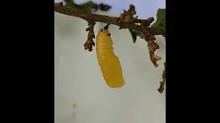 Methona Themisto//Borboleta Do Manac&aacute; (-Nymphalidae/Ninfal&iacute;deos) - Lagarta Empupando|Cris&aacute;lida