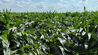 Straight-line Winds Flatten Corn And Make A Mess Of The Farm
