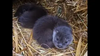 OTTER LUTRA LUTRA