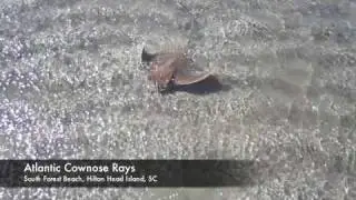 Cownose Stingrays_South Carolina Outdoor Insider