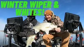 Winter White Bass and Wiper Free for All! Kansas Fishing