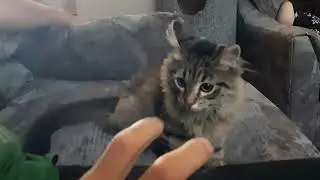 Rosie's Menace Mode