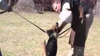german shepherd pup protection