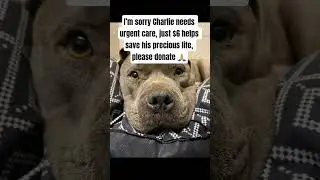 #DogsOfYouTube#ViralDogs#SupportRescue#DonateNow#FeedTheDogs#DogCare#DogStory#RescueMission#StrayDog