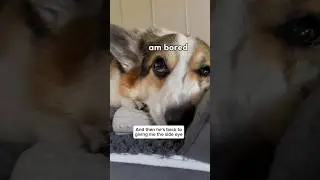 Ways We Keep Our Active Corgi Mentally Stimulated