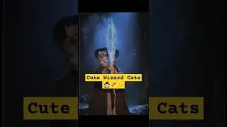Wizard Cats Being Magical! 🧙&zwj;♂️🐱 #shorts