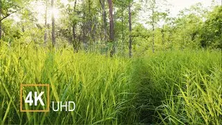 4K UHD Walk Through Canadian Wilderness By a Creek | Summer | Untouched Peaceful Nature | Not AI