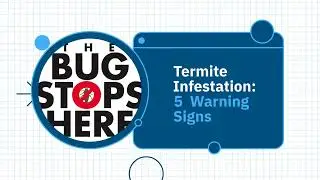 Warning Signs of a Termite Infestation