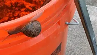 Chemical Free Slug and Snail Control 
