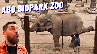Discover An Incredible Zoo Hidden in the Desert! (ABQ BioPark Zoo Full Tour)