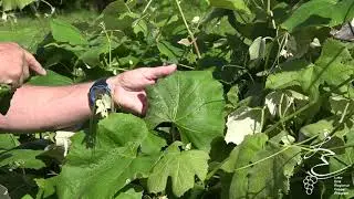 Rootworm Scouting - LERGP Podcast #126