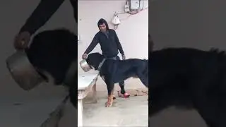 gaddi dog Moti 1.5 year age big size #gaddidog  #indiandog #kangaldog #doglover  #tibetanmastiff