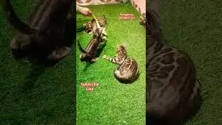 Bengalcats sale in mumbai || cat breeder|| leopard print||#bengalcat #kitten #cat #animal #fyp #like