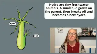 How Do Organisms Use Budding to Reproduce Asexually?