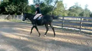 Oliver TB hunter/jumper prospect for sale