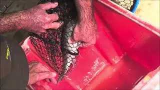 Spawning Australian Bass