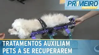 Avanço tecnológico auxilia tratamento de pets com mobilidade reduzida | Primeiro Impacto (03/08/23)