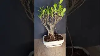 Воздушные корни на бонсае из фикуса #воздушныекорни #бонсай #комнатныйбонсай #фикусбонсай #комнат...