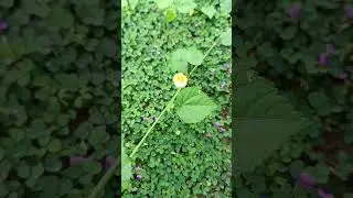 Sida cordata, a medicinal herb of Cuttack, Odisha, Dr. Sanjeet Kumar, #conservation #medicinalplant