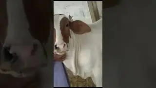 gulabi ablak