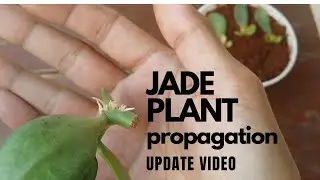 || UPDATE ON JADE PLANT PROPAGATION || STEM CUTTING AND LEAF PROPAGATION ||