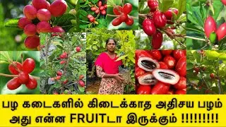 Miracle Fruit Plant Nursery Sale | மருந்து குணமுள்ள அதிசய பழம்