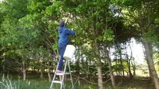 oak leaf picking