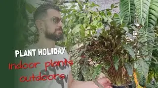 Houseplant Holiday Outside | What to do | What to watch out for | Moving houseplants outside