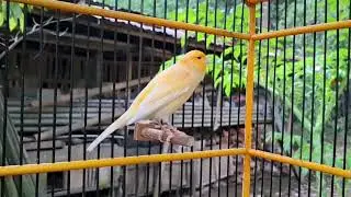 Belgian Canary Sound That Triggers Competitive Singing