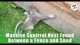 Big Squirrel Family Removal From Fence in Vineland Ontario