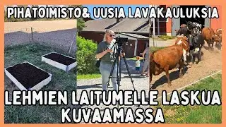 Nyt nautitaan auringonsta / Lehmien laitumelle lasku -tapahtuma / Puutarhahommat jatkuu