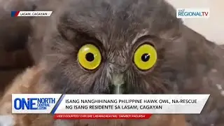 PHILIPPINE HAWK-OWL (Ninox philippensis ) | Nasagip sa Alannay, Lasam, Cagayan