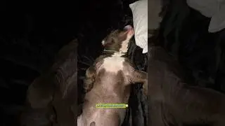 Красиво жить не запретишь #americanbully #американскийбулли #рек #shorts #dogs #life #puppy