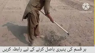 Piaz Kl Paneeri Tiar Karnay ka Tariqa/Piaz Ghar Par O Gain.#onion 