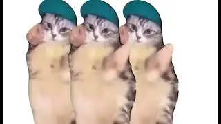 Hey hey, you you! I don't like your girlfriend!//#catlover #cats #video//
