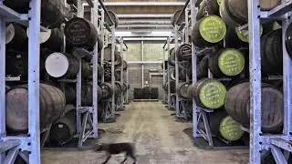 Little Brown Dog - Warehouse Fun
