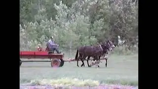 Runaway Mules