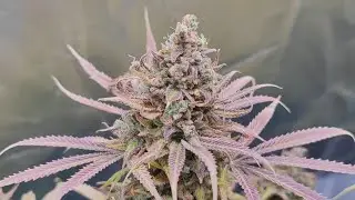 Flowering Day#75 (HARVEST) - FROZEN BLACK CHERRY (Anesia Seeds)