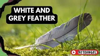 The Spiritual Meaning of White and Grey Feathers