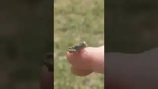 how to catch a grasshopper